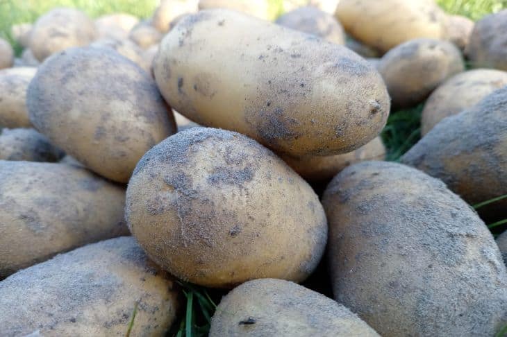 Hva skjer hvis du kutter potethalmen for tidlig: en stille panikk i underverdenen