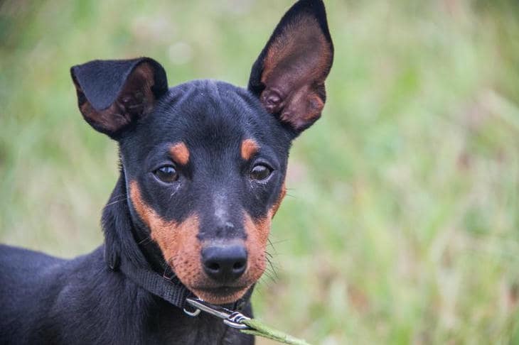 Hva skjer når du lærer hunden din triks: nevroplastisitet og lykke med utfordrende oppgaver