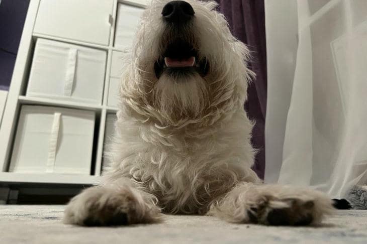 Hvordan velge hundefôr: Hvorfor sammensetning ikke er alt