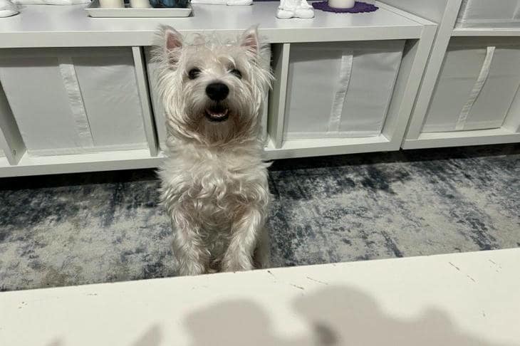 Hvorfor en hund ruller seg rundt før den legger seg: et ritual arvet fra ulven