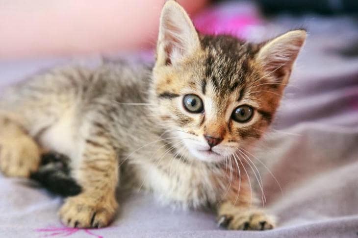 Hvorfor en katt sover i føttene: temperaturberegning og sosiale grenser